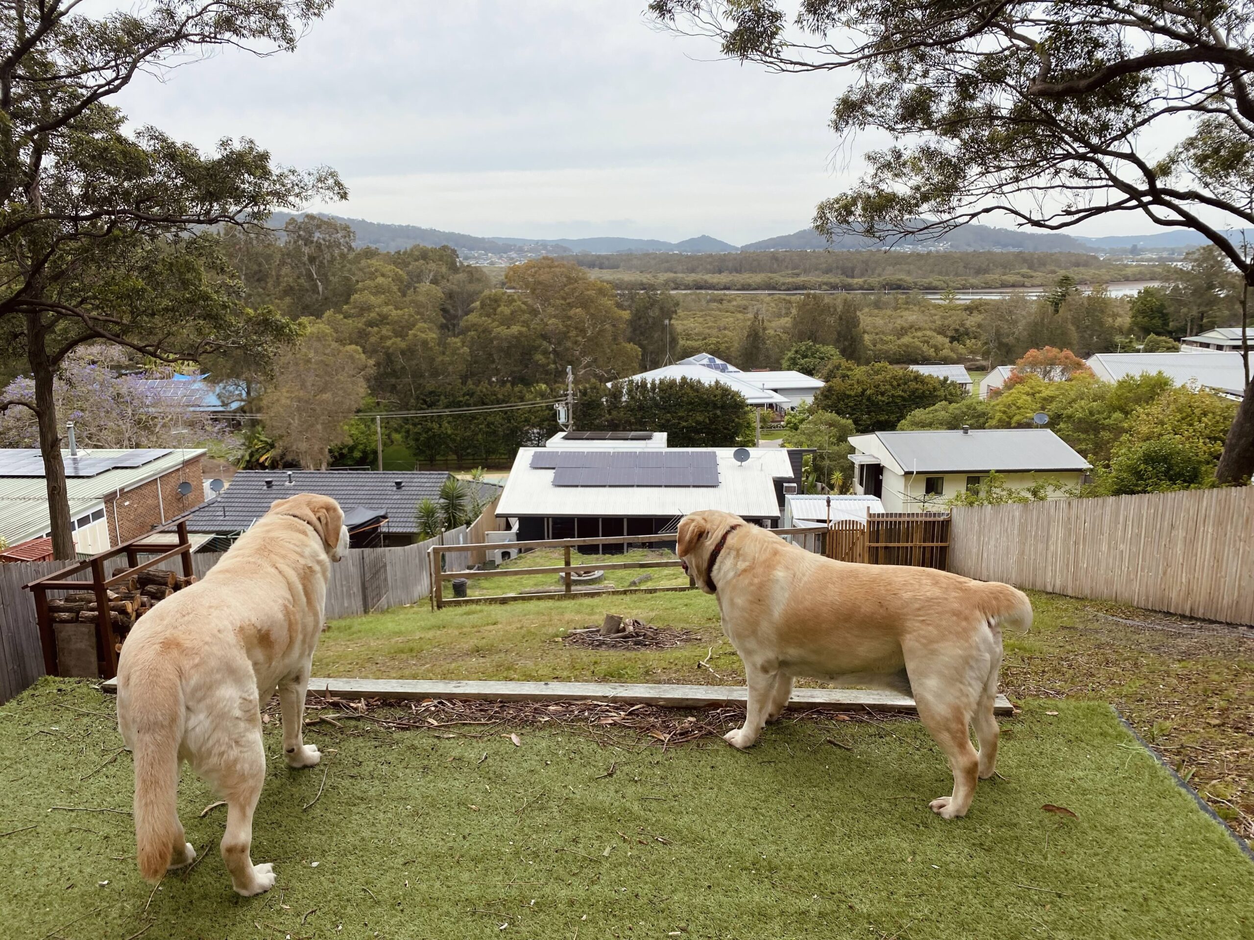 Pet boarding sales central coast